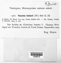 Puccinia cichorii image